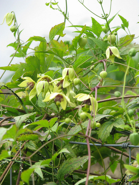 Clematis serratifolia