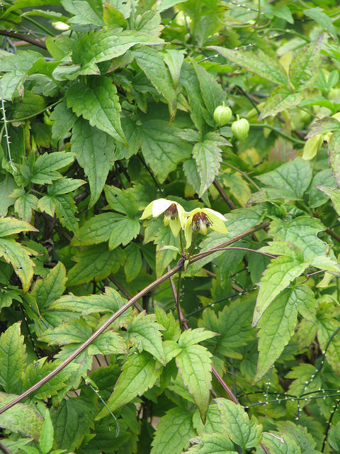 Clematis serratifolia