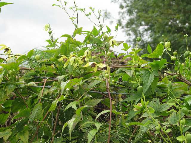 Clematis serratifolia