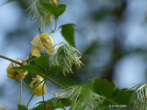 Clematis serratifolia