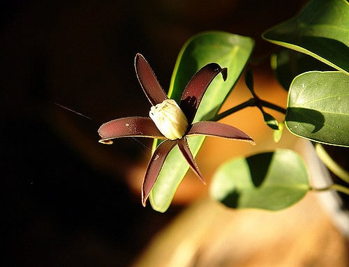 Clematis smilacifolia