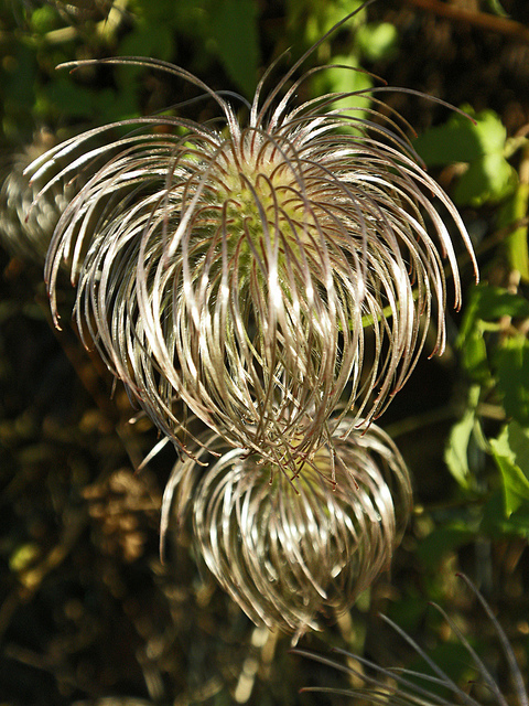 Clématite tangutica