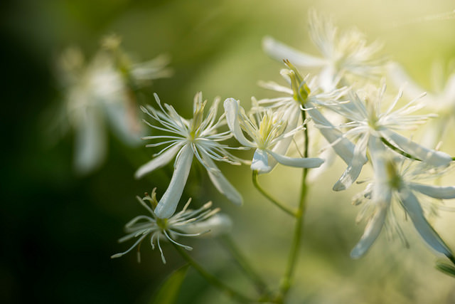 Clématite terniflora