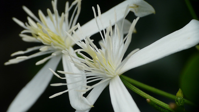 Clématite terniflora