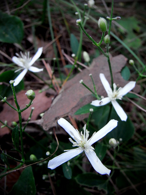 Clématite terniflora