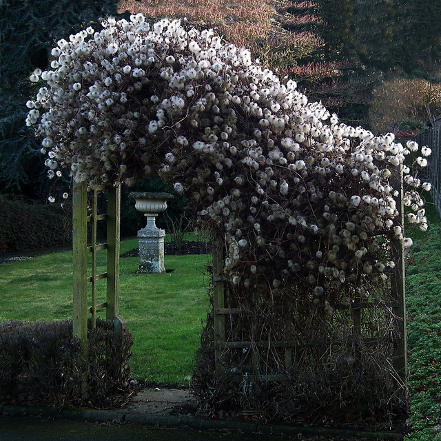 Clématite terniflora