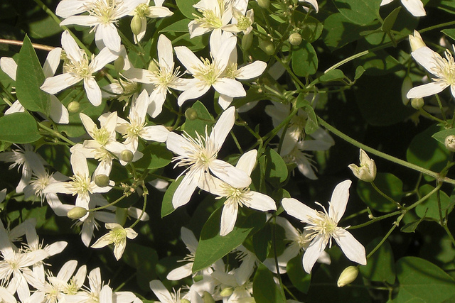 Clématite terniflora (Clematis terniflora)