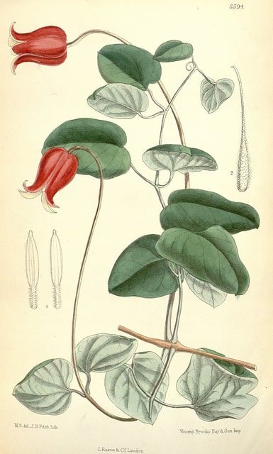 Clematis texensis