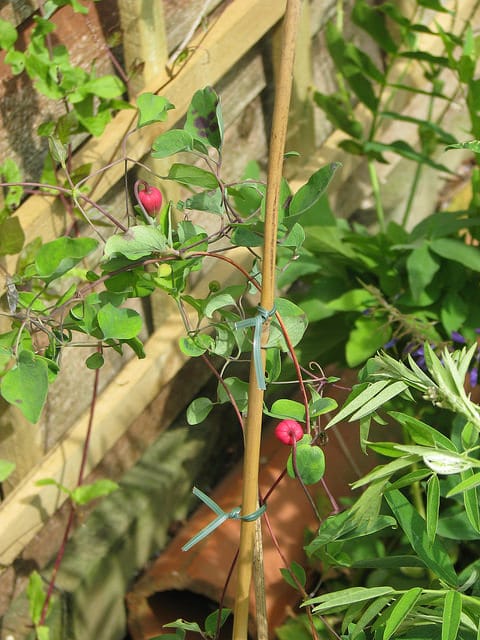 Clematis texensis