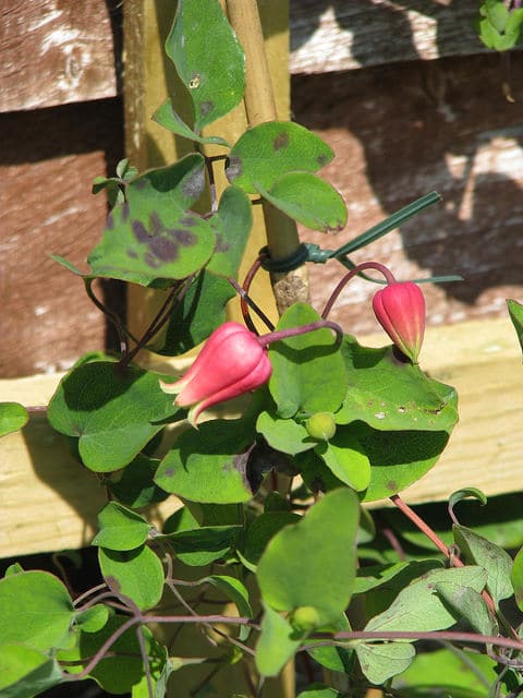 Clematis texensis