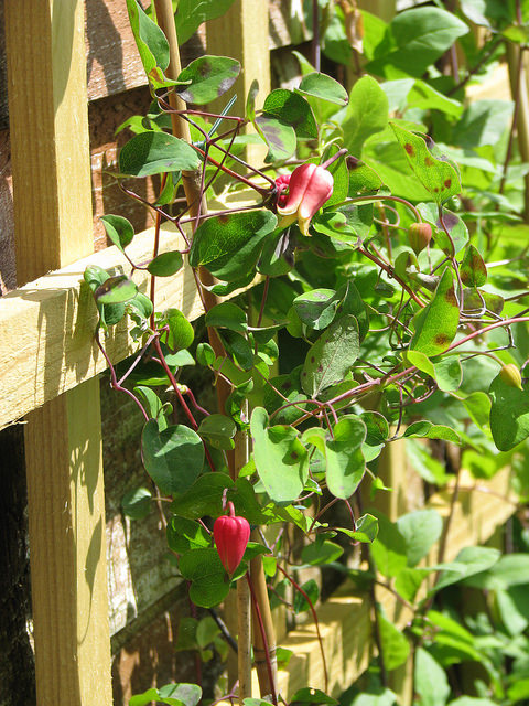 Clematis texensis