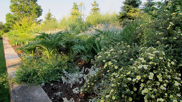 Clématite tibéthaine (Clematis tibetana)