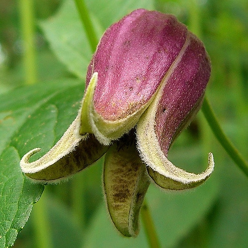 Clematis viorna