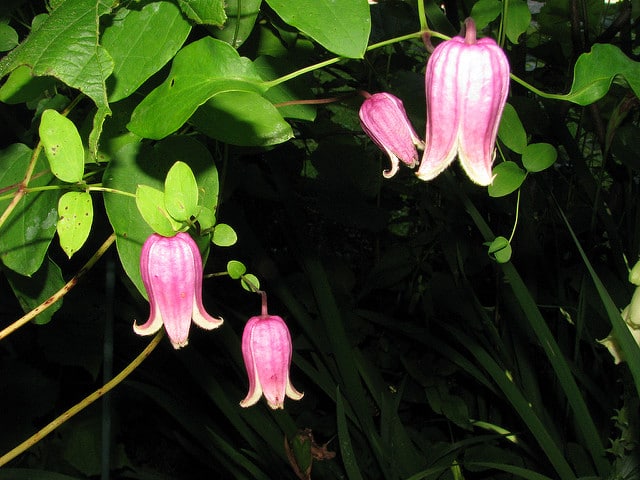 Clematis viorna