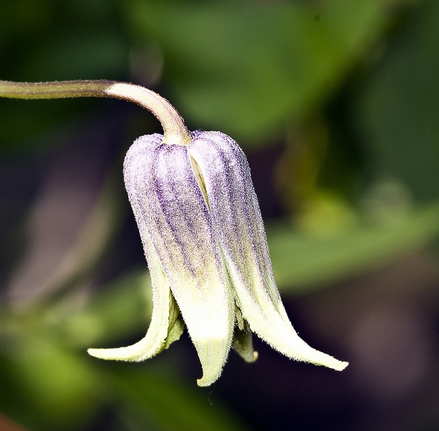 Clematis viorna