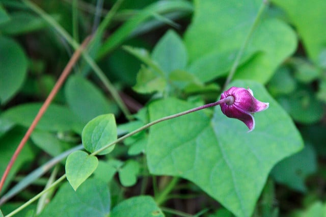 Clematis viorna