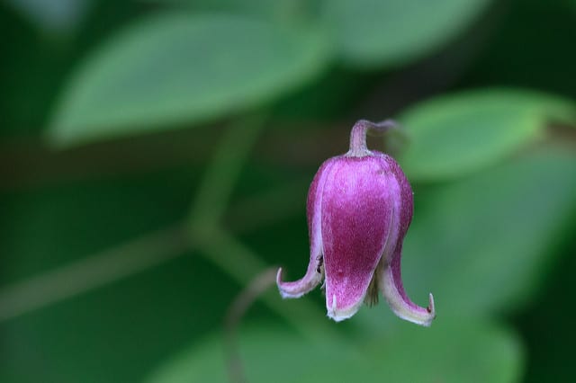 Clematis viorna