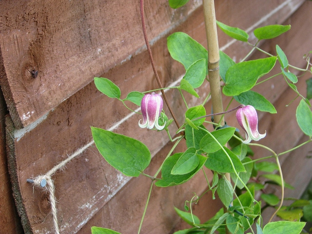 Clematis viorna
