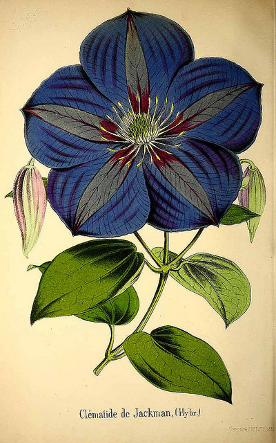 Clématite bleue