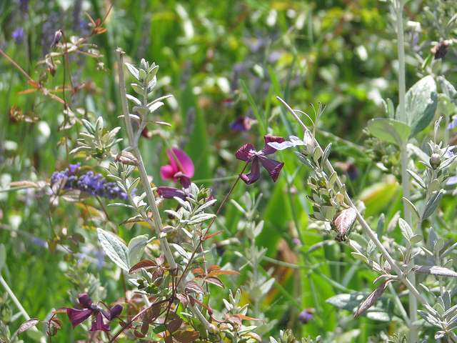 Clématite bleue (Clematis viticella)