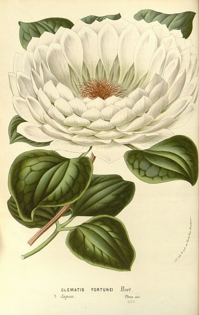 Clematis williamsii