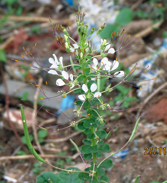 Cleome gynandra