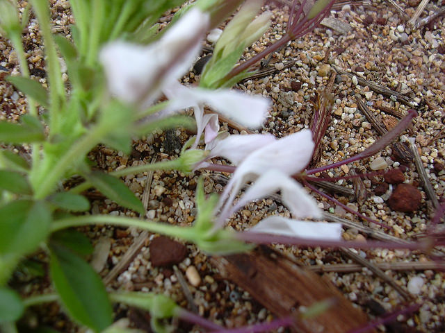Cleome gynandra