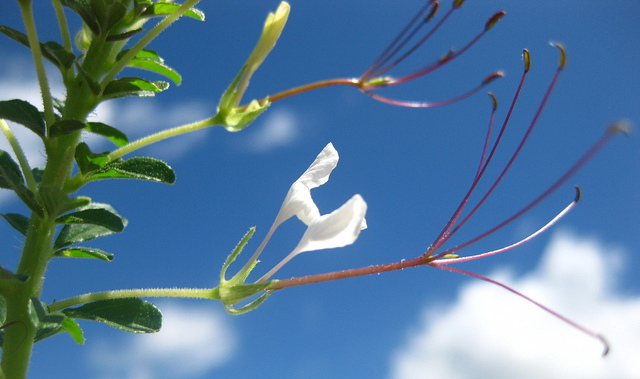 Cleome gynandra