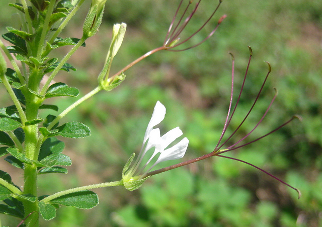 Cleome gynandra