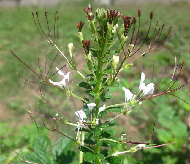Cleome gynandra