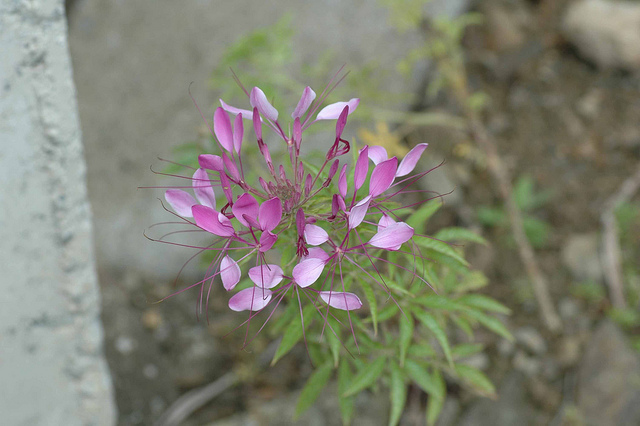Cleome gynandra