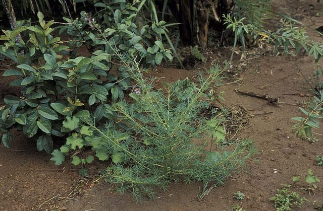 Cleome hirta