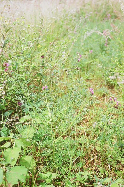 Cleome hirta