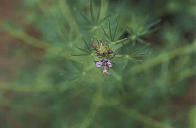 Cleome hirta
