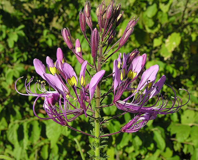 Cleome hirta