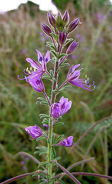 Cleome hirta
