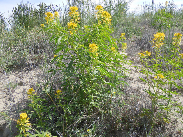 Cleome lutea