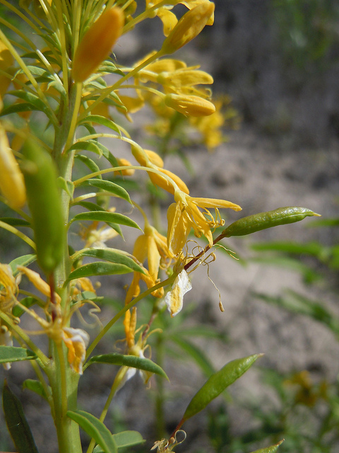 Cleome lutea