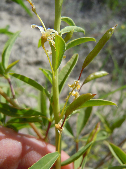 Cleome lutea