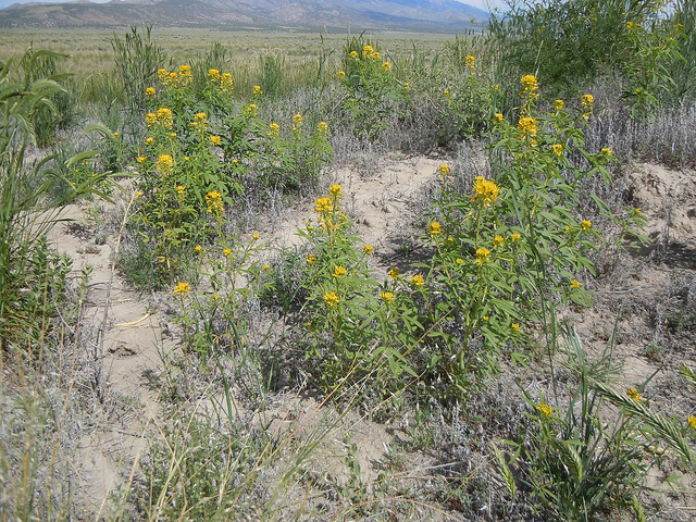 Cleome lutea
