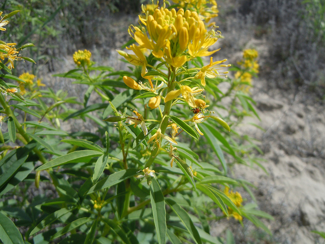 Cleome lutea