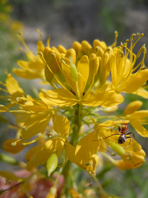 Cleome lutea