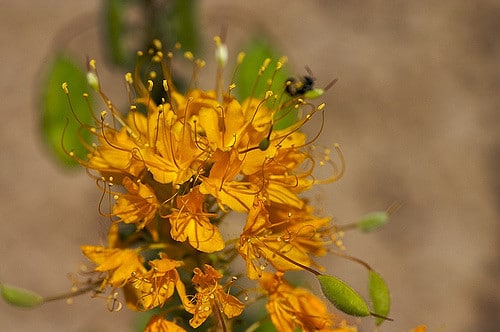 Cleome platycarpa (Cleome platycarpa)