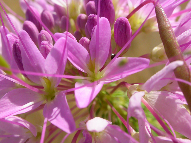Cleome serrulata