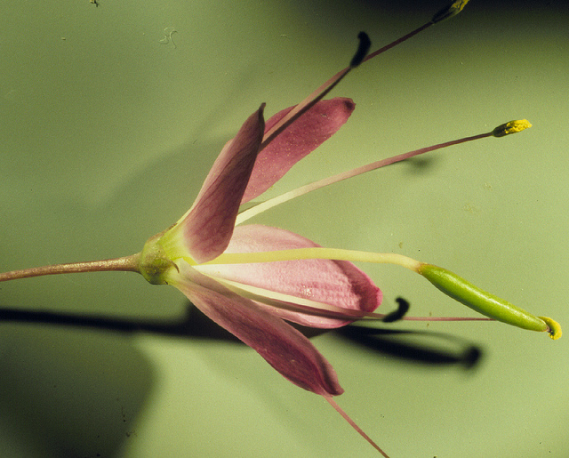 Cleome serrulata