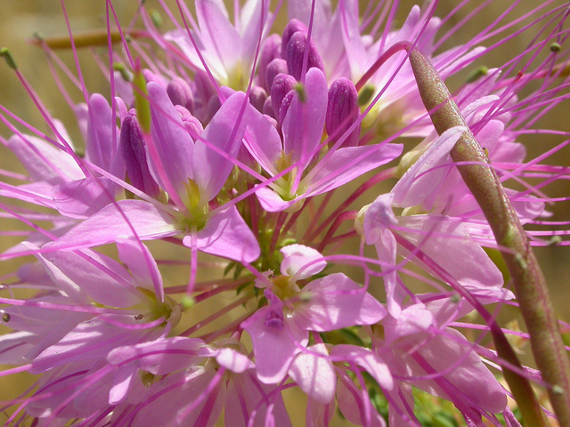 Cleome serrulata
