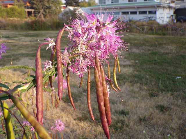 Cleome serrulata