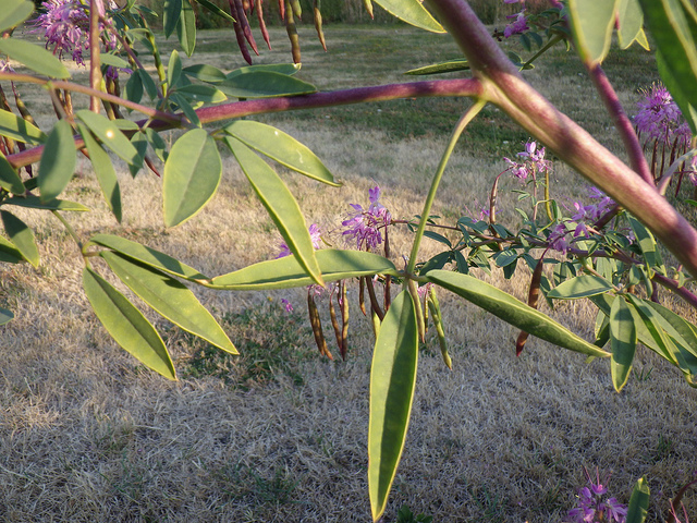 Cleome serrulata