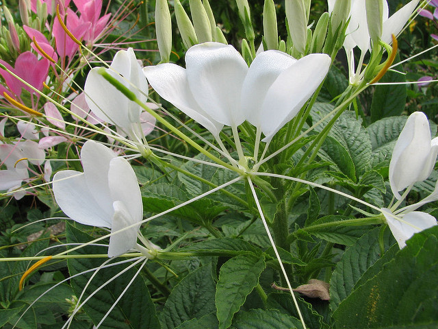 Fleur araignée