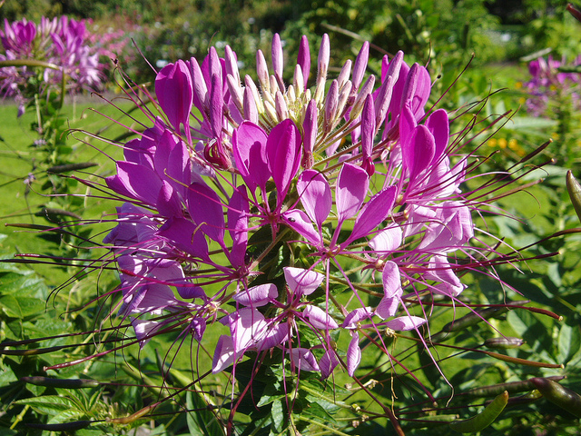 Fleur araignée